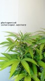 drobes 06 11 22 014