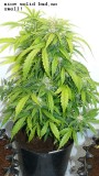 drobes 06 11 22 015