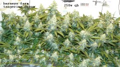 drobes 06 11 22 019