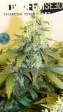 drobes 06 11 22 021