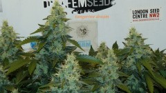 drobes 06 11 22 031