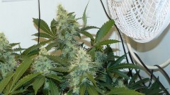 drobes 06 11 22 033