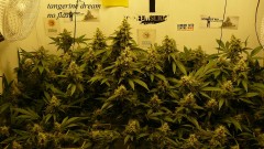 drobes 06 11 22 041