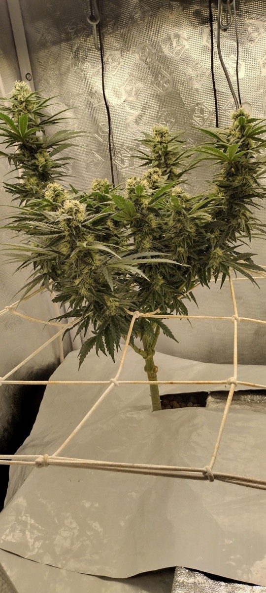 IMG_20221107_162441389_HDR