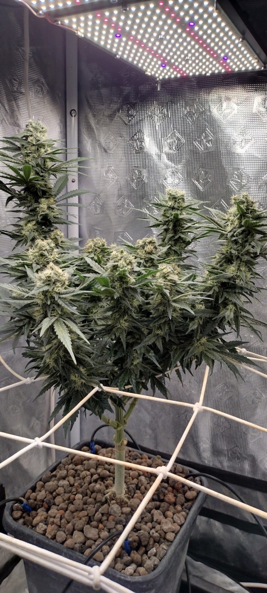 IMG_20221110_165742782_HDR