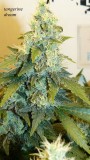 drobes and plants 10 11 22 026