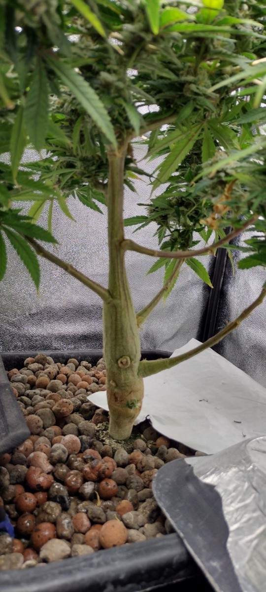 IMG_20221111_172832709_HDR