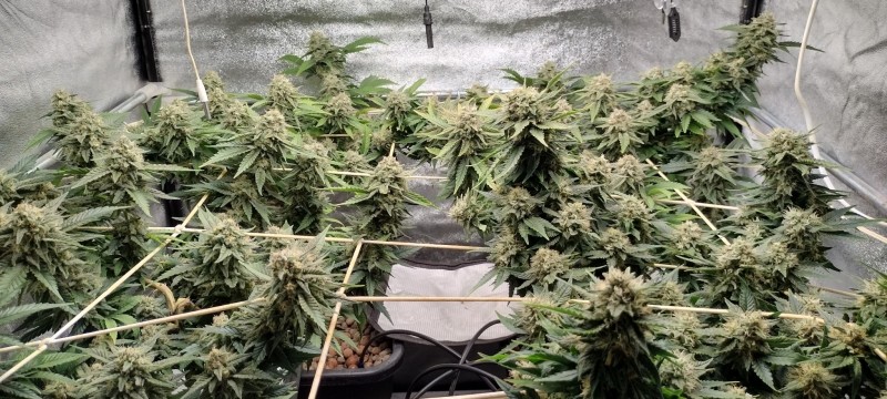 IMG_20221111_172605958_HDR