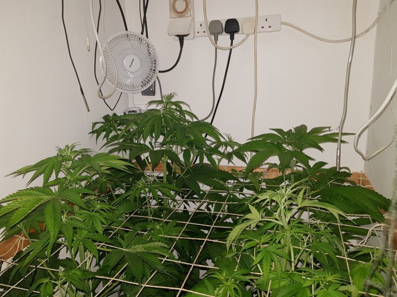 Unkown Strain