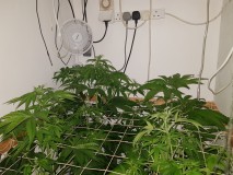 Unkown Strain