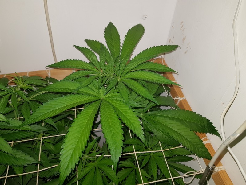 Unkown Strain