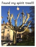 c3b60c2130da20433317e0ba0d4d951876a657b0_2_383x500 tree