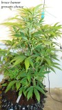 drobes 27 11 22 td harvest etc 003
