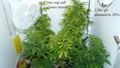 drobes 27 11 22 td harvest etc 007