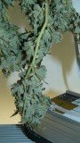 drobes 27 11 22 td harvest etc 017