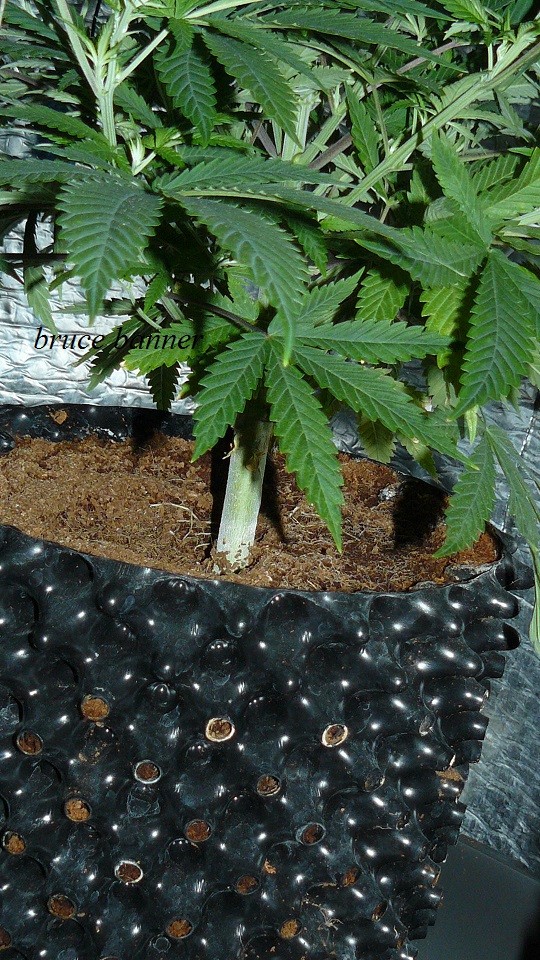 drobes 27 11 22 td harvest etc 022