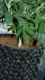 drobes 27 11 22 td harvest etc 022