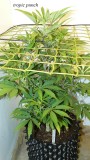 drobes 01 12 22 003
