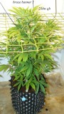 drobes 01 12 22 005