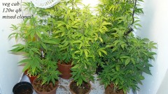 drobes 01 12 22 011