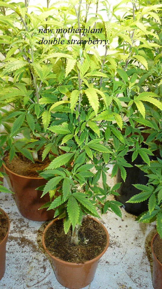 drobes 01 12 22 015