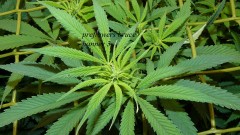 drobes 01 12 22 022