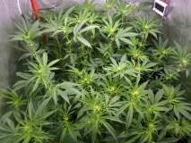 SAM_2558