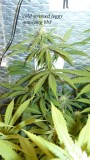 drobes 14 12 22 004