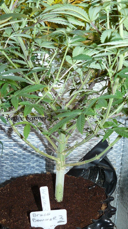drobes 14 12 22 011