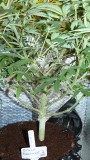 drobes 14 12 22 011