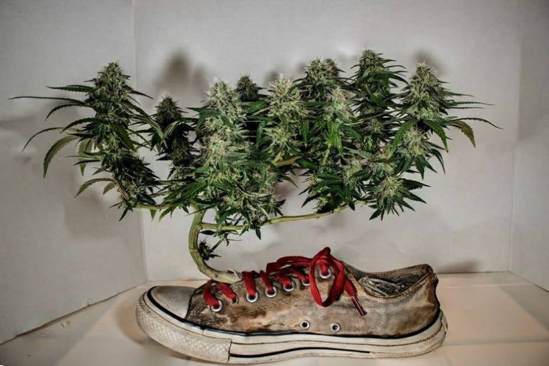 shoe