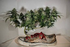 shoe