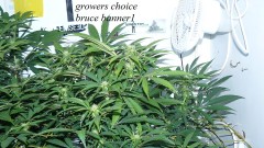 drobes 1912 22 002