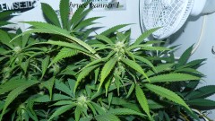 drobes 1912 22 008