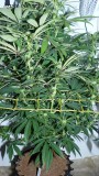 drobes 1912 22 012
