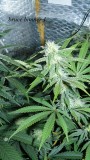 drobes 1912 22 016