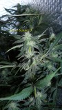 drobes 1912 22 021
