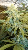drobes 27 12 22 002