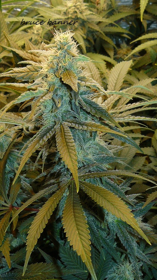 drobes 27 12 22 006