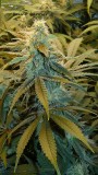 drobes 27 12 22 006
