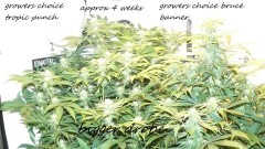 drobes 27 12 22 009