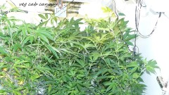 drobes 27 12 22 028