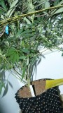drobes 010122 015