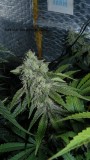 drobes 010122 038