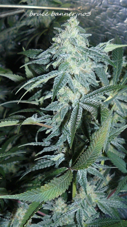 drobes 010122 044