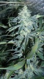 drobes 010122 044