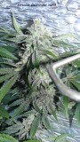drobes 010122 045