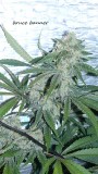 drobes 010122 046