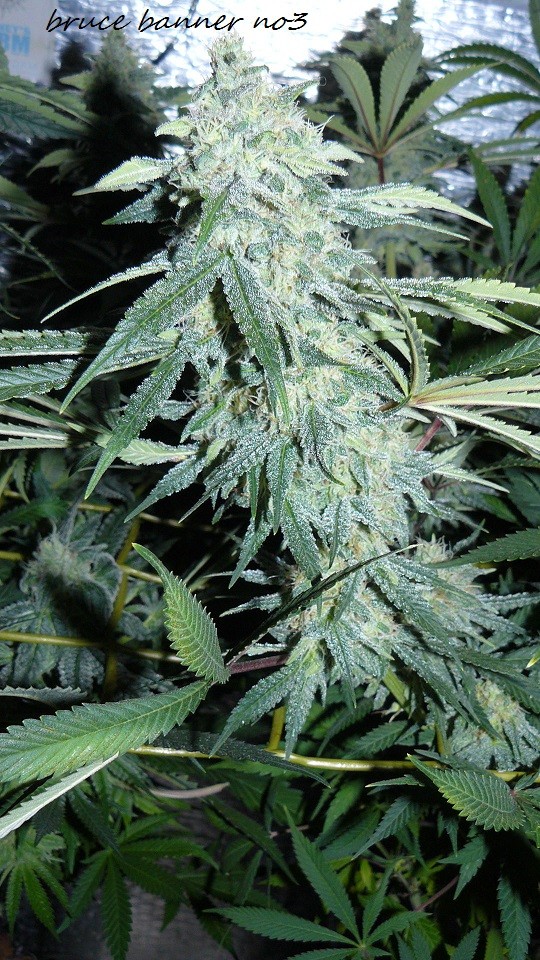 drobes 010122 050