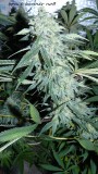 drobes 010122 050
